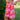 Women's Leilani Long Wrap Skirt