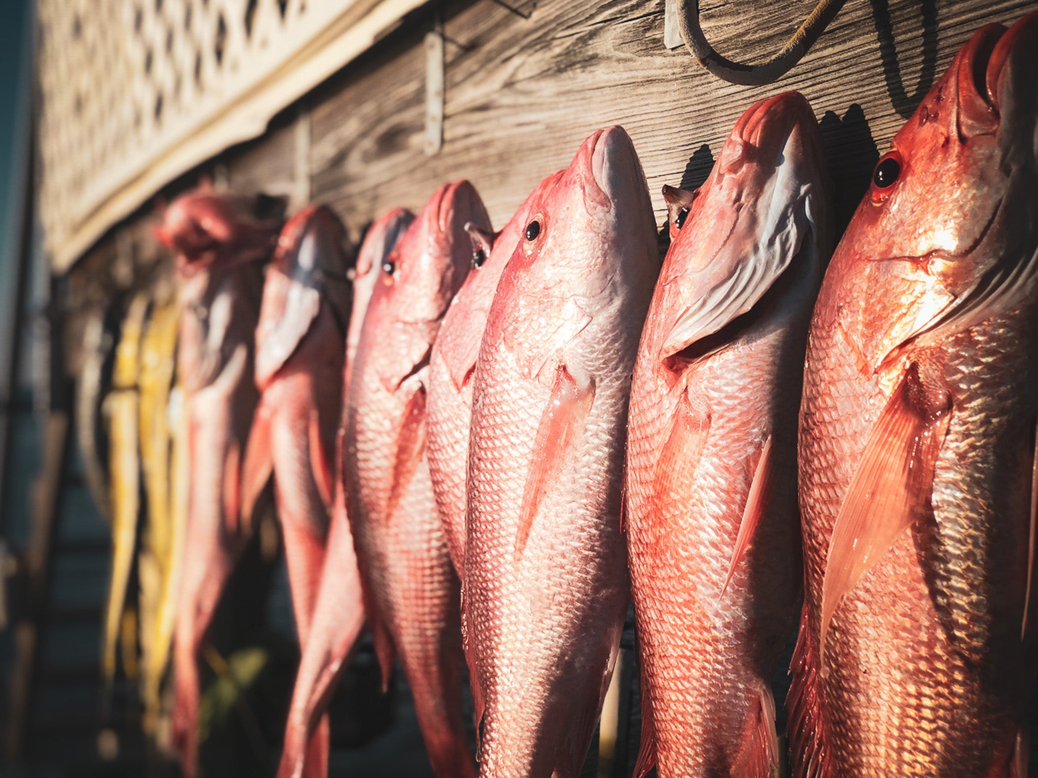 Lip Rippers: Catchin Winter Lunkers In St. Augustine FL – Maui Rippers
