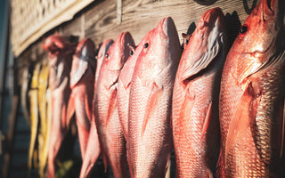 Lip Rippers: Catchin Winter Lunkers In St. Augustine FL