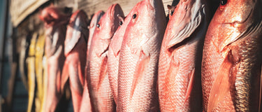 Lip Rippers: Catchin Winter Lunkers In St. Augustine FL